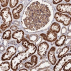 Immunohistochemical staining of human kidney shows high expression.