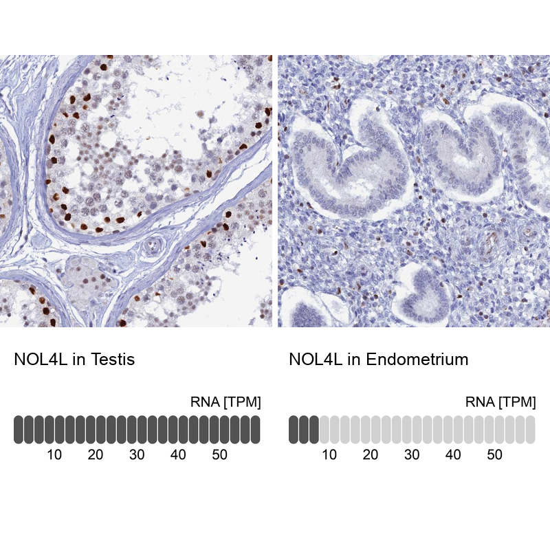 Anti-NOL4L Antibody