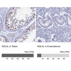 Anti-NOL4L Antibody