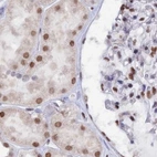 Immunohistochemical staining of human kidney using Anti-NOL4L antibody HPA041768.