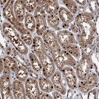 Anti-ZNF169 Antibody