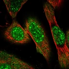 Immunofluorescent staining of human cell line U-251 MG shows localization to nuclear speckles & cytosol.
