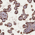 Immunohistochemical staining of human placenta shows strong cytoplasmic positivity in trophoblastic cells.
