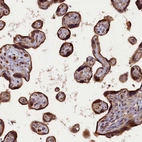 Immunohistochemical staining of human placenta shows strong cytoplasmic positivity in trophoblastic cells.