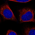 Immunofluorescent staining of human cell line U-2 OS shows localization to vesicles.