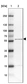 Anti-TTC31 Antibody
