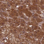 Immunohistochemical staining of human adrenal gland using Anti-TCF25 antibody HPA041786.