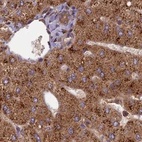 Immunohistochemical staining of human liver using Anti-TCF25 antibody HPA041786.