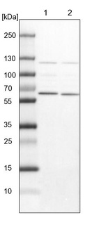 Lane 1: NIH-3T3 cell lysate (Mouse embryonic fibroblast cells)_br/_Lane 2: NBT-II cell lysate (Rat Wistar bladder tumour cells)