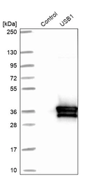 Western blot analysis in control (vector only transfected HEK293T lysate) and USB1 over-expression lysate (Co-expressed with a C-terminal myc-DDK tag (~3.1 kDa) in mammalian HEK293T cells, LY411214).