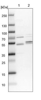 Lane 1: NIH-3T3 cell lysate (Mouse embryonic fibroblast cells)_br/_Lane 2: NBT-II cell lysate (Rat Wistar bladder tumour cells)