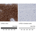 Anti-LYPD3 Antibody