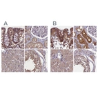 Anti-NUBP1 Antibody
