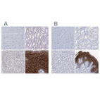 Anti-LYPD3 Antibody