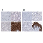 Immunohistochemical staining of human cerebral cortex, kidney, liver and skin using Anti-LYPD3 antibody HPA041797 (A) shows similar protein distribution across tissues to independent antibody HPA041529 (B).