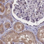 Immunohistochemical staining of human kidney using Anti-NUBP1 antibody HPA041799.