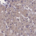 Immunohistochemical staining of human liver using Anti-NUBP1 antibody HPA041799.