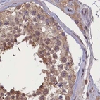 Immunohistochemical staining of human testis using Anti-NUBP1 antibody HPA041799.