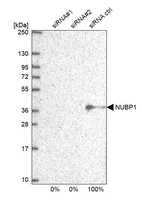 Western blot analysis in U2OS cells transfected with control siRNA, target specific siRNA probe #1 and #2, using Anti-NUBP1 antibody. Remaining relative intensity is presented.