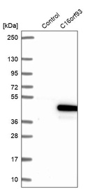 Western blot analysis in control (vector only transfected HEK293T lysate) and C16orf93 over-expression lysate (Co-expressed with a C-terminal myc-DDK tag (~3.1 kDa) in mammalian HEK293T cells, LY423099).
