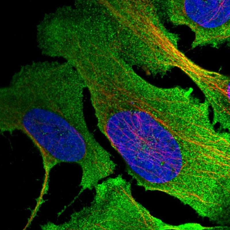 Anti-MKLN1 Antibody