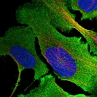Anti-MKLN1 Antibody