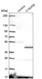 Western blot analysis in control (vector only transfected HEK293T lysate) and C15orf26 over-expression lysate (Co-expressed with a C-terminal myc-DDK tag (~3.1 kDa) in mammalian HEK293T cells, LY406441).
