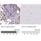 Anti-CD177 Antibody
