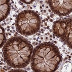 Immunohistochemical staining of human colon using Anti-POLR2C antibody HPA041826.