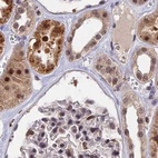 Immunohistochemical staining of human kidney using Anti-POLR2C antibody HPA041826.