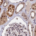 Immunohistochemical staining of human kidney using Anti-POLR2C antibody HPA041826.