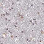 Immunohistochemical staining of human cerebral cortex using Anti-POLR2C antibody HPA041826.