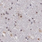 Immunohistochemical staining of human cerebral cortex using Anti-POLR2C antibody HPA041826.