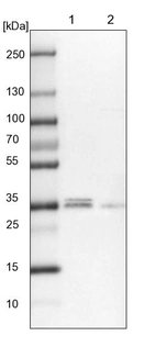 Lane 1: NIH-3T3 cell lysate (Mouse embryonic fibroblast cells)_br/_Lane 2: NBT-II cell lysate (Rat Wistar bladder tumour cells)