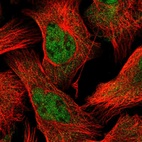 Immunofluorescent staining of human cell line U-2 OS shows localization to nucleoplasm & cytosol.