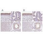 Immunohistochemical staining of human bronchus, fallopian tube, liver and testis using Anti-ROPN1L antibody HPA041830 (A) shows similar protein distribution across tissues to independent antibody HPA039193 (B).