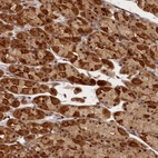 Anti-CEP44 Antibody