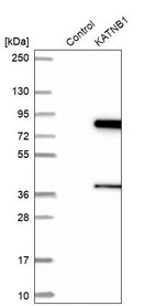 Western blot analysis in control (vector only transfected HEK293T lysate) and KATNB1 over-expression lysate (Co-expressed with a C-terminal myc-DDK tag (~3.1 kDa) in mammalian HEK293T cells, LY417004).