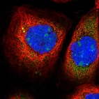 Immunofluorescent staining of human cell line A-431 shows localization to nucleoli.