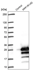 Western blot analysis in control (vector only transfected HEK293T lysate) and PPP1R14D over-expression lysate (Co-expressed with a C-terminal myc-DDK tag (~3.1 kDa) in mammalian HEK293T cells, LY413594).