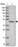 Anti-C19orf47 Antibody