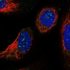 Immunofluorescent staining of human cell line U-2 OS shows localization to nucleoli fibrillar center.