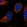 Anti-LSM7 Antibody
