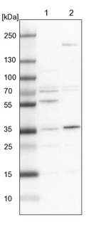 Lane 1: NIH-3T3 cell lysate (Mouse embryonic fibroblast cells)_br/_Lane 2: NBT-II cell lysate (Rat Wistar bladder tumour cells)