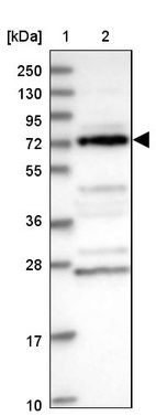 Lane 1: Marker [kDa] 250, 130, 95, 72, 55, 36, 28, 17, 10_br/_Lane 2: Human cell line RT-4