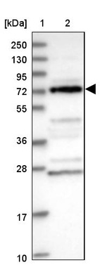 Anti-DUS3L Antibody