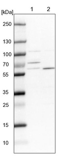 Lane 1: NIH-3T3 cell lysate (Mouse embryonic fibroblast cells)_br/_Lane 2: NBT-II cell lysate (Rat Wistar bladder tumour cells)