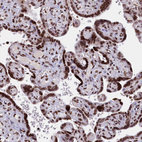 Immunohistochemical staining of human placenta shows strong nuclear positivity in trophoblastic cells.
