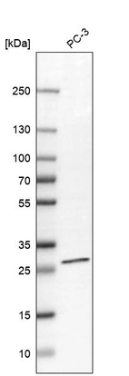 Western blot analysis in human cell line PC-3.