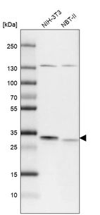 Western blot analysis in mouse cell line NIH-3T3 and rat cell line NBT-II.